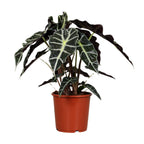 Alocasia Polly (elefantøre) – Ø17 cm, 45 cm høj