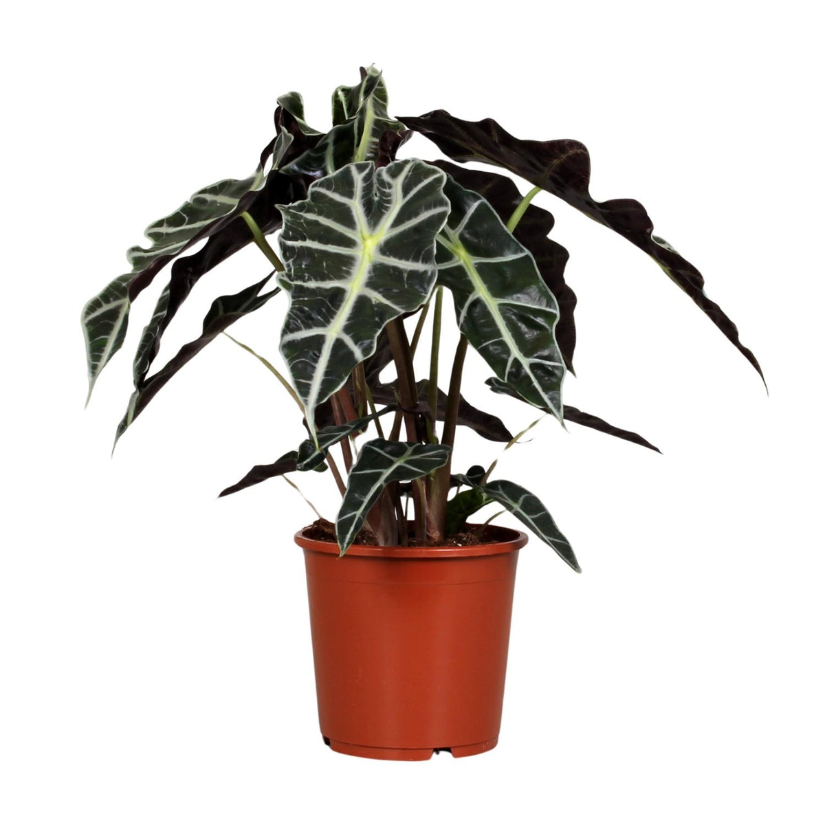 Alocasia Polly (elefantøre) – Ø17 cm, 45 cm høj