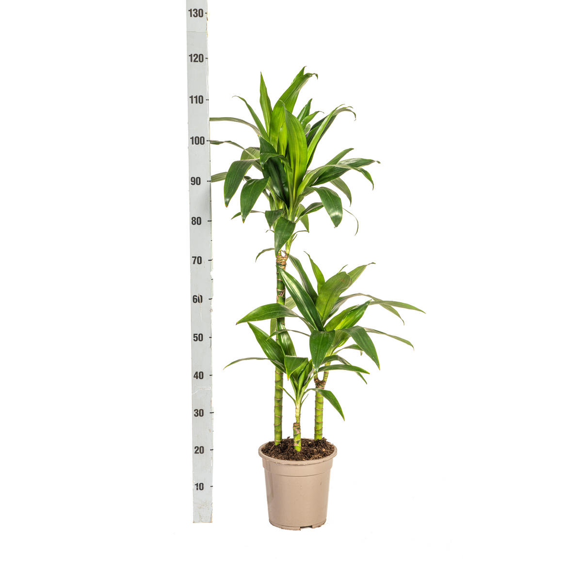 Dracaena Deremensis Lisa (drakenboom) – Ø21 cm, 90–110 cm hoog