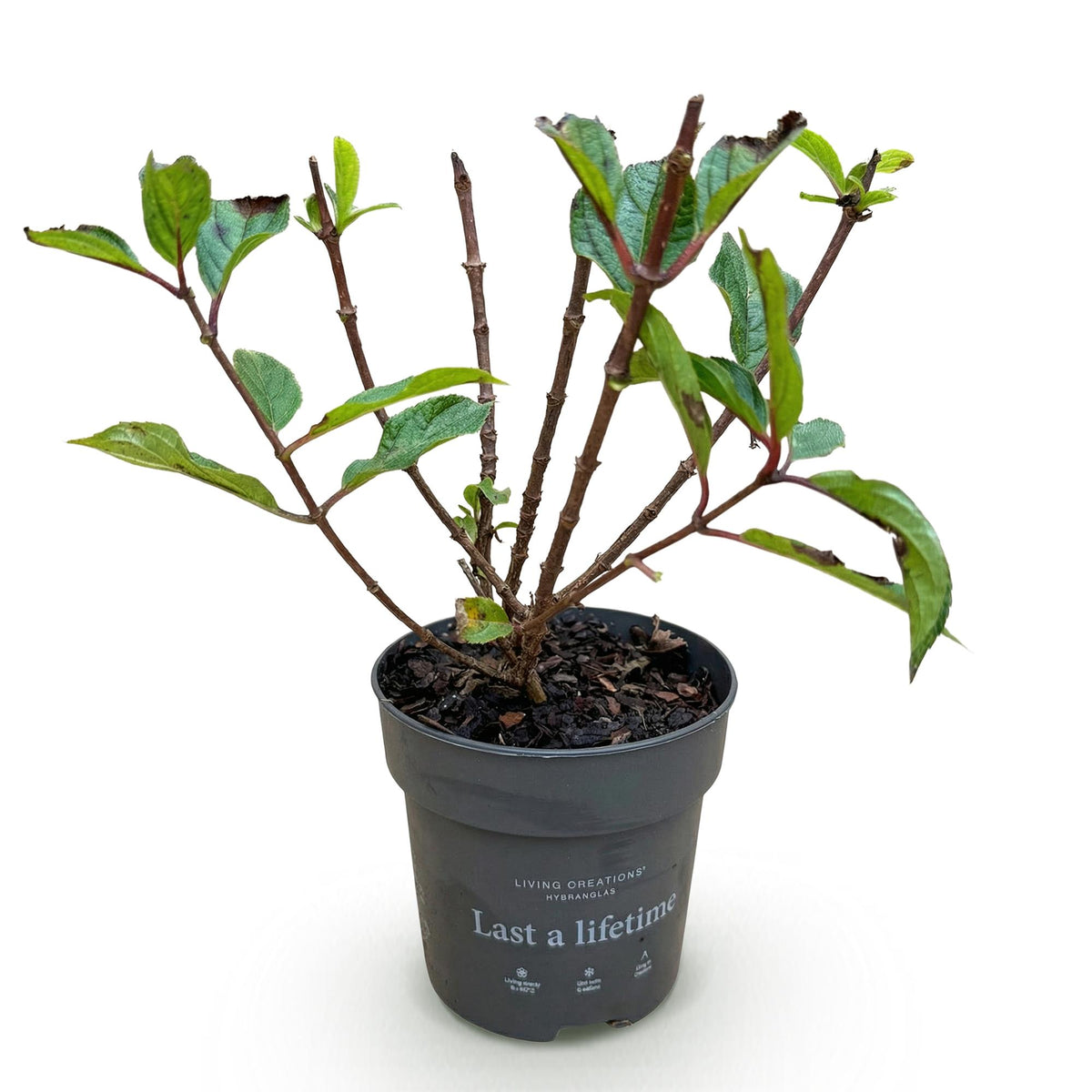 Hydrangea panniculata 'Living Little Rosy' (pluimhortensia) – roze – Ø12 cm, 20–30 cm hoog