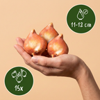 Tulpe 'Triumph Pink' – 15 Blumenzwiebeln (Zwiebelgröße 11/12)