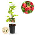 Rubus 'Mailing Promise' (rød hindbær) – 2 planter, Ø11 cm, 40 cm høje