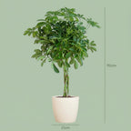 Schefflera Arab Nora (fingertræ) i hvid Potter-pottedskjulere – Ø21 cm, 70 cm høj