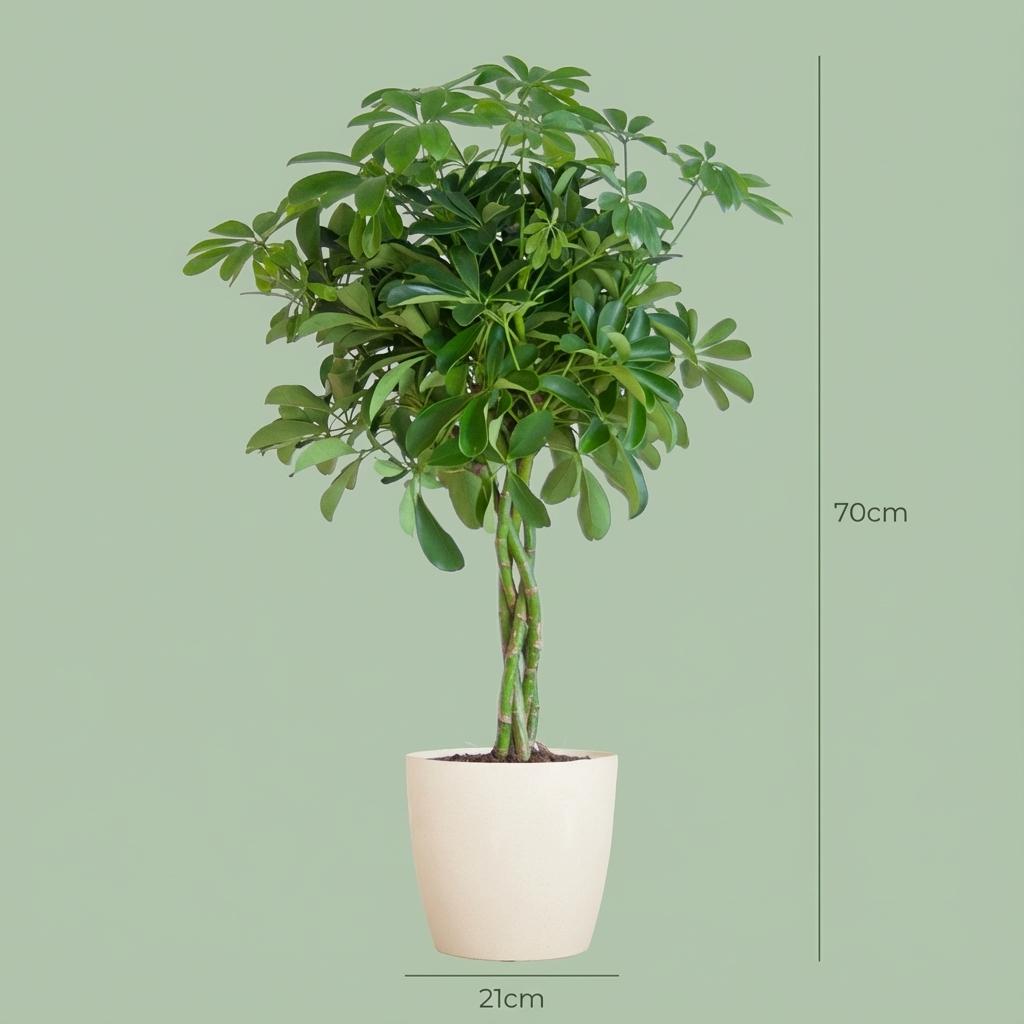 Schefflera Arab Nora (vingersboom) in Potter-sierpot wit – Ø21 cm, 70 cm hoog