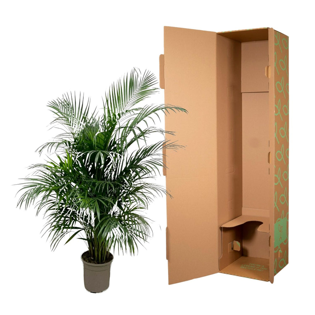 Arekapalmsväxt (Dypsis) – Ø21 cm, 140 cm hög