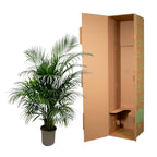 Arekapalmsväxt (Dypsis) – Ø21 cm, 140 cm hög