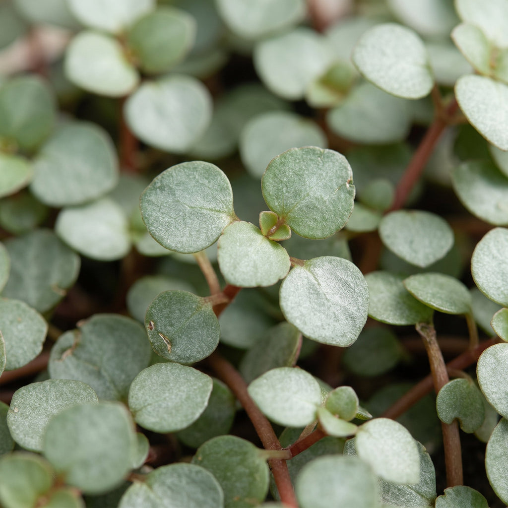 Pilea Glaucophylla Greyzy – Ø6 cm, 10 cm de haut – photo 4