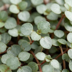 Pilea Glaucophylla Greyzy – Ø6 cm, 10 cm de haut