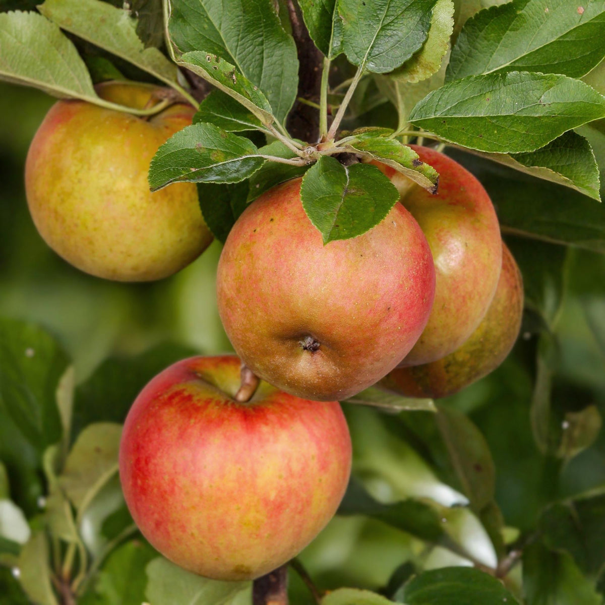 Malus domestica 'Elstar' (appelboom) – Ø21 cm, 90 cm hoog – foto 6