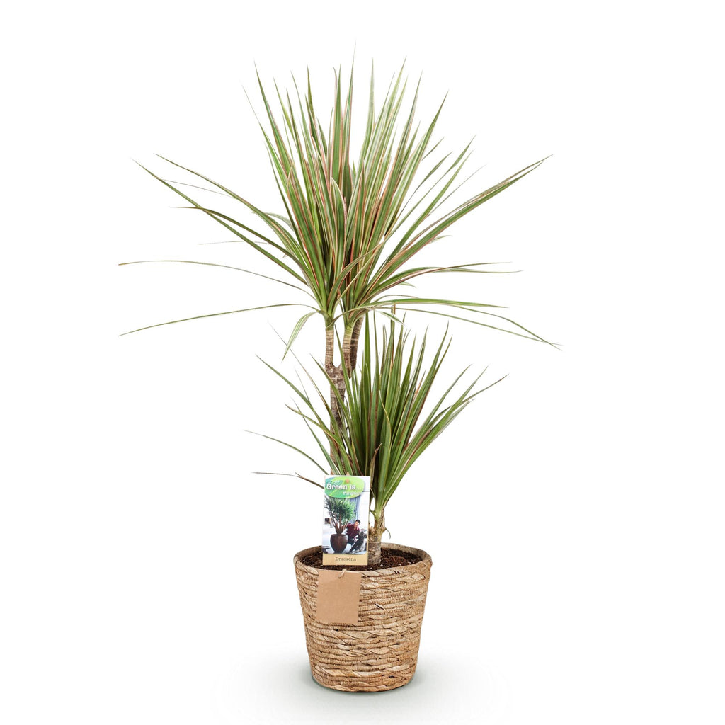 Dracaena marginata Bicolor (arbre au dragon) avec panier – Ø17 cm, 70–75 cm de haut