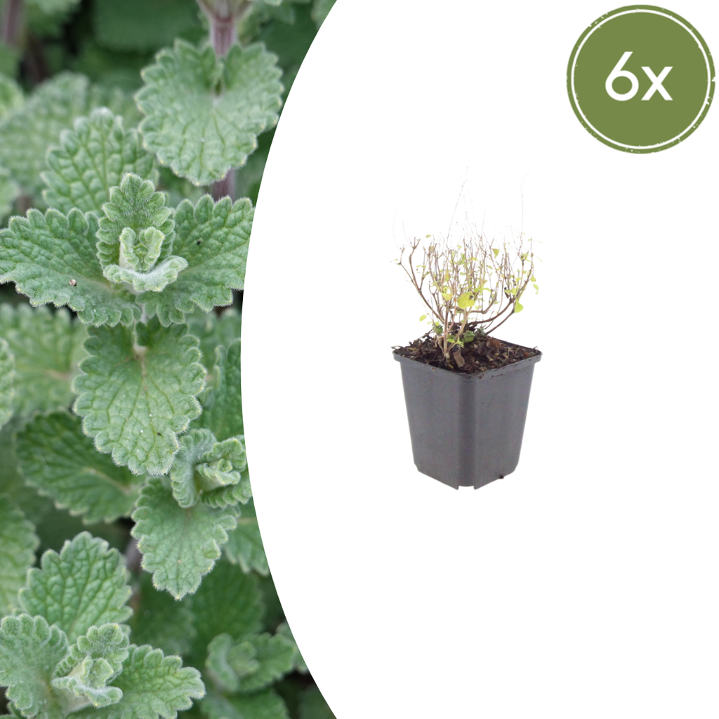 Calamintha nemorosa nepeta (menthe des bois) – 6 plantes, Ø9 cm, 10–25 cm de haut