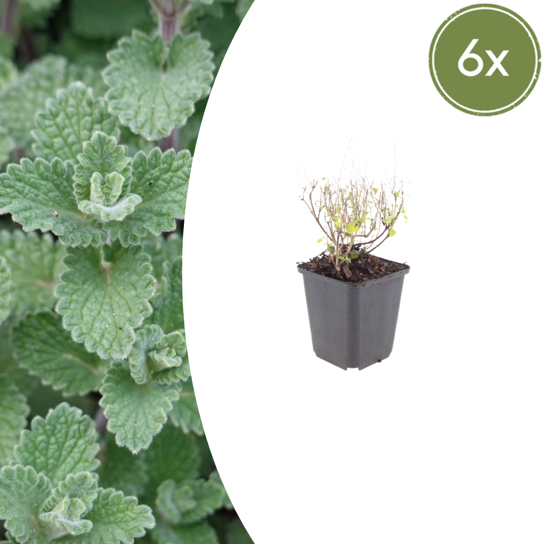Calamintha nemorosa nepeta (steentijm) – 6 planten, Ø9 cm, 10–25 cm hoog