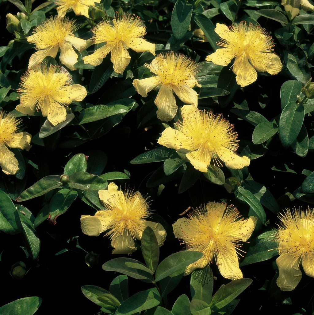 Hypericum calycinum (Schmalblättriger Johanniskraut) – 6 Pflanzen, Ø9 cm, 10–25 cm hoch – Bild 6