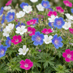 Géranium 'Tricolour' (géranium vivace) – violet-rose-blanc – 12 plants, Ø11 cm, 15–25 cm de haut