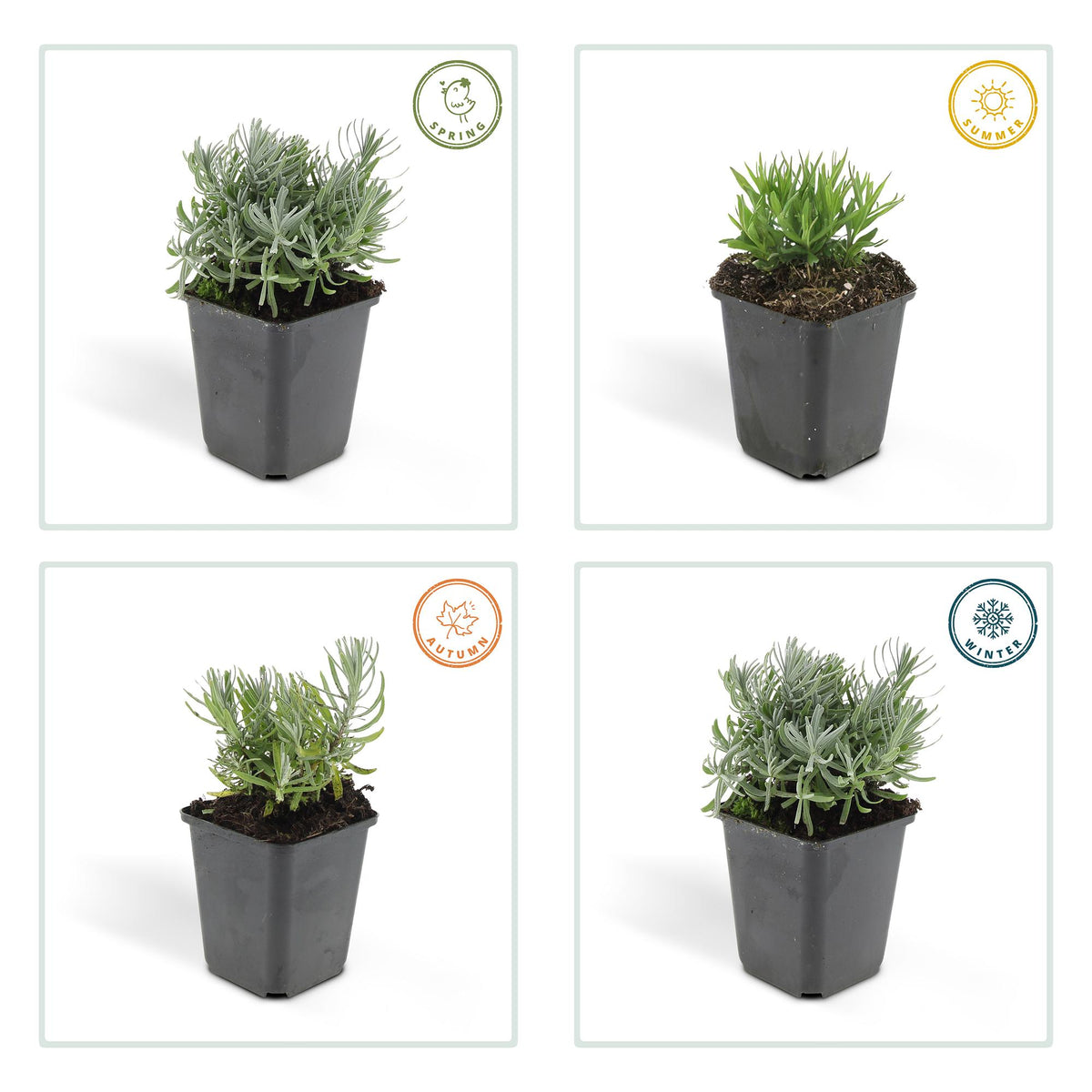 Lavandula 'Hidcote' (lavendel) – 6 planten, Ø9 cm, 10–25 cm hoog