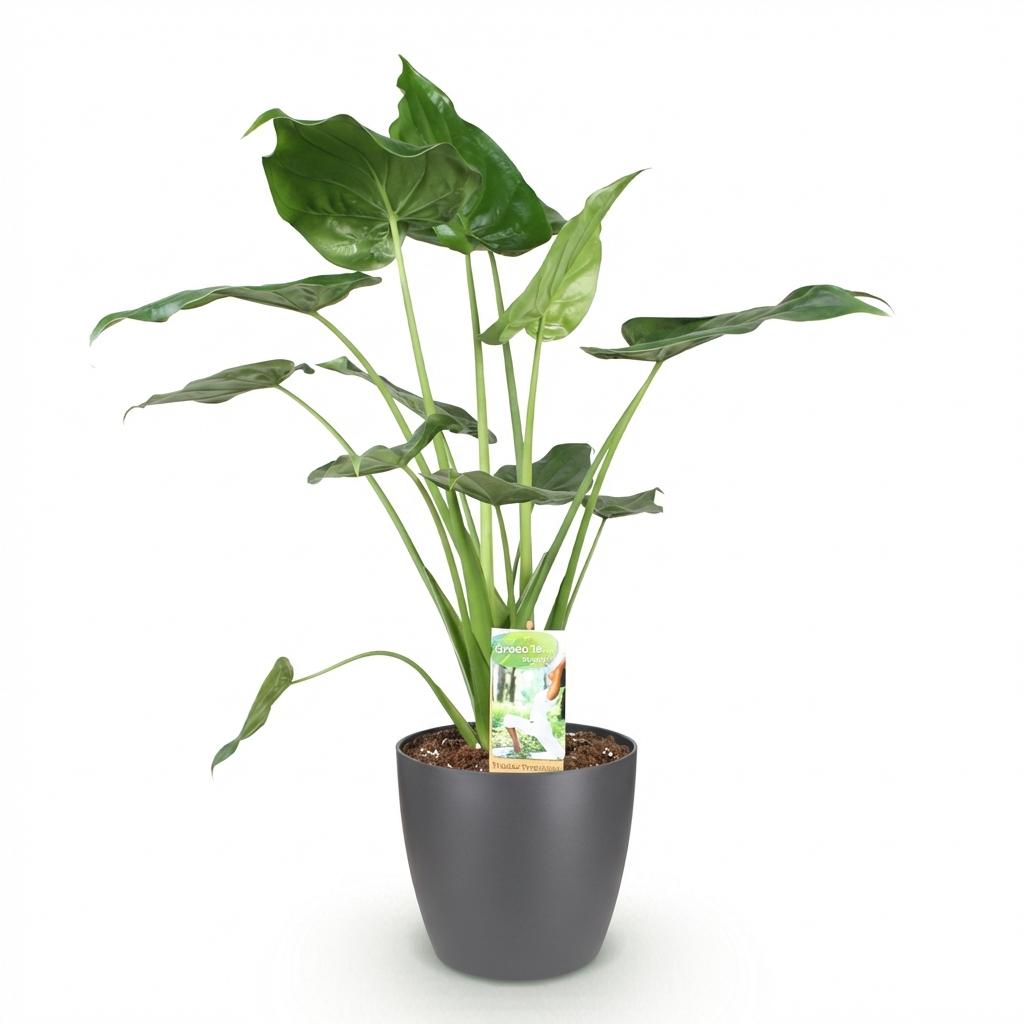 Alocasia Cucullata (elefantøre) i Potter-pyntepotte grå – Ø21 cm, 65–70 cm høj