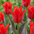 Greigii-tulipan – 120 blomsterløg (løgstørrelse 11/12)