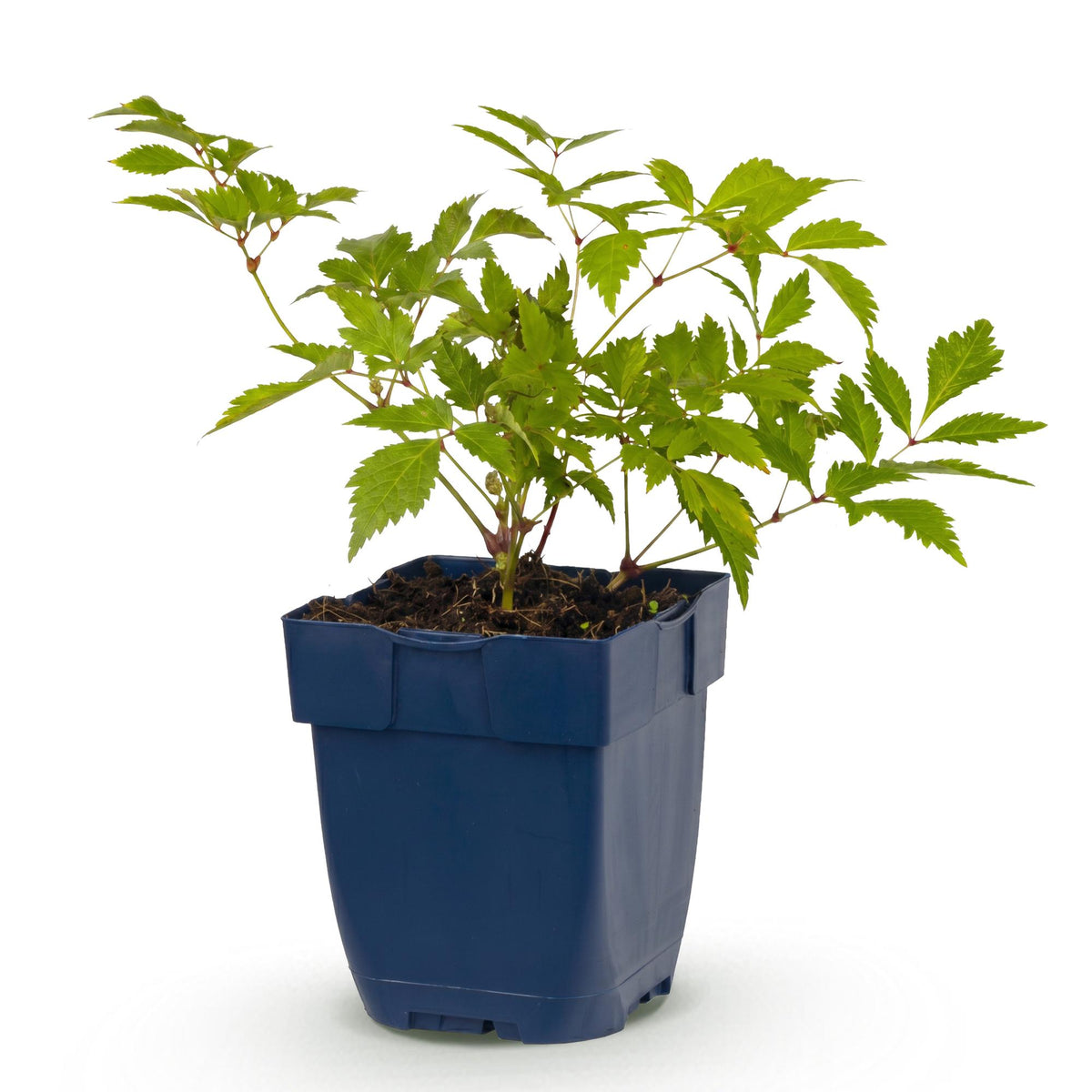 Astilbe 'Deutschland' (Fliederblumen) – weiß – Ø11 cm, 15–25 cm hoch