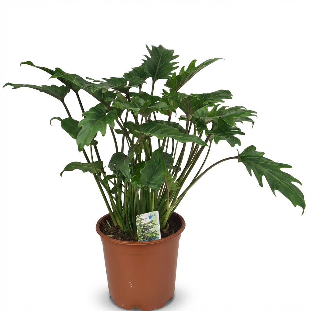Philodendron Xanadu – Ø19 cm, 60 cm høj