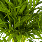 Dypsis Areca Lutescens (goudpalm) – Ø19 cm, 80–100 cm hoog