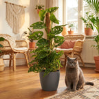 Monkey Mask (Monstera) im grauen Potter-Übertopf – Ø 19 cm, 90 cm hoch