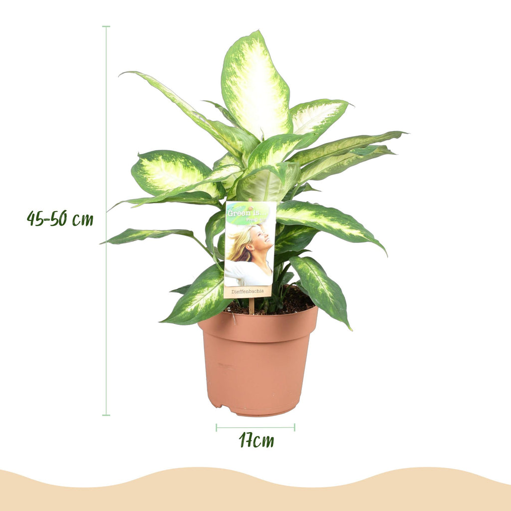 Dieffenbachia – Ø17 cm, 45–50 cm high – photo 3