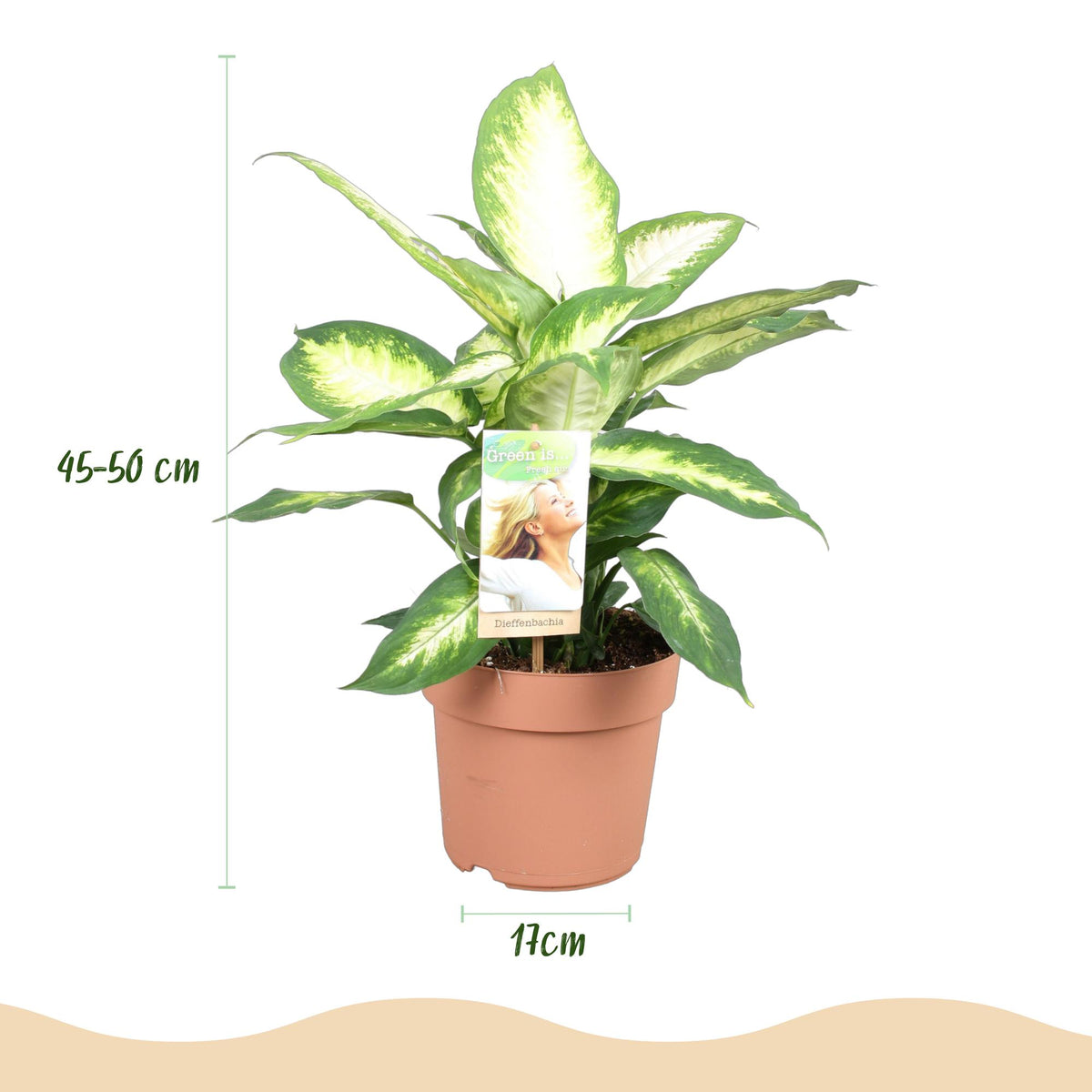 Dieffenbachia – Ø17 cm, 45–50 cm hoog