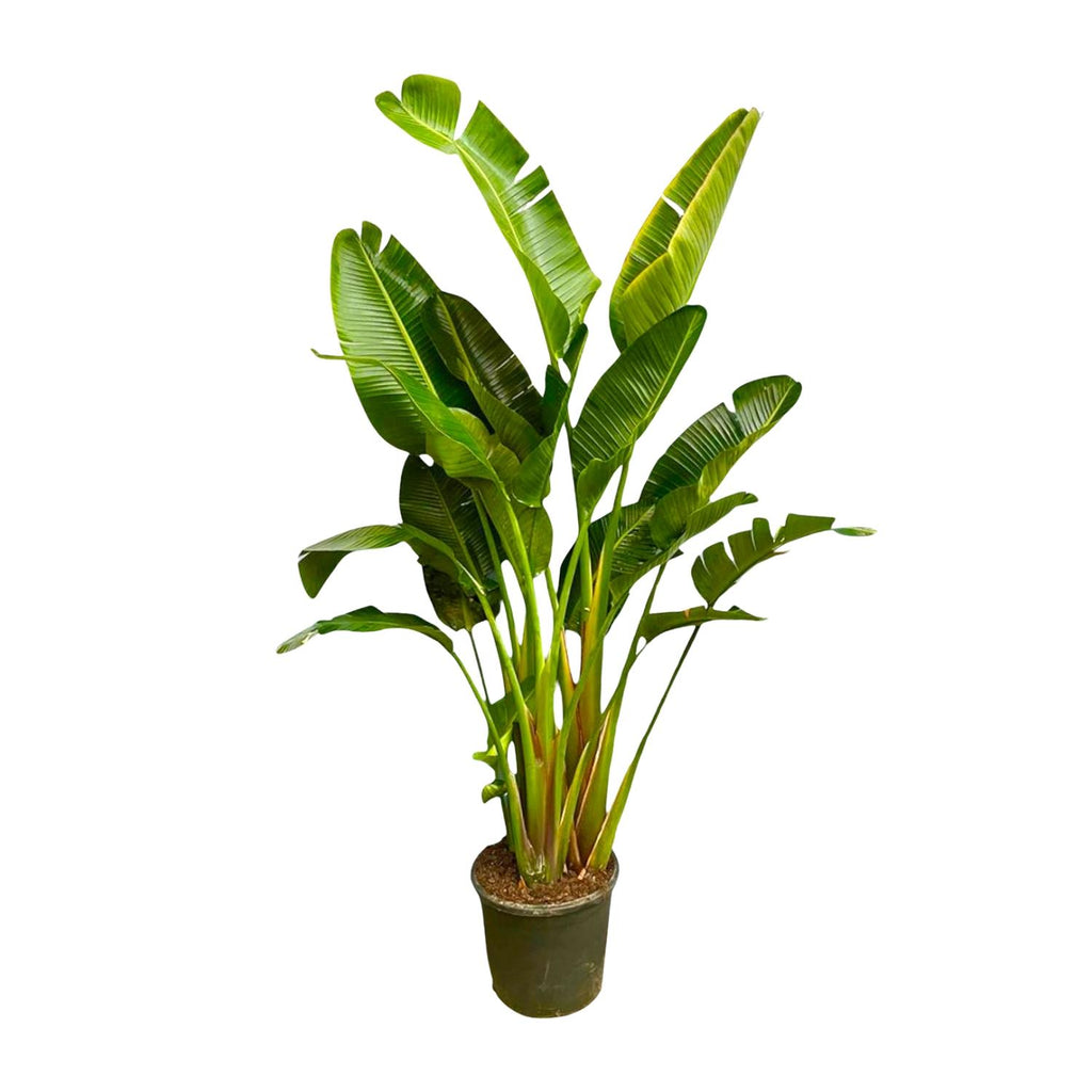 Strelitzia Augusta multi stam XXL (paradijsvogelbloem) – Ø30 cm, 250 cm hoog
