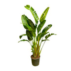 Strelitzia Augusta multi stam XXL (paradijsvogelbloem) – Ø30 cm, 250 cm hoog