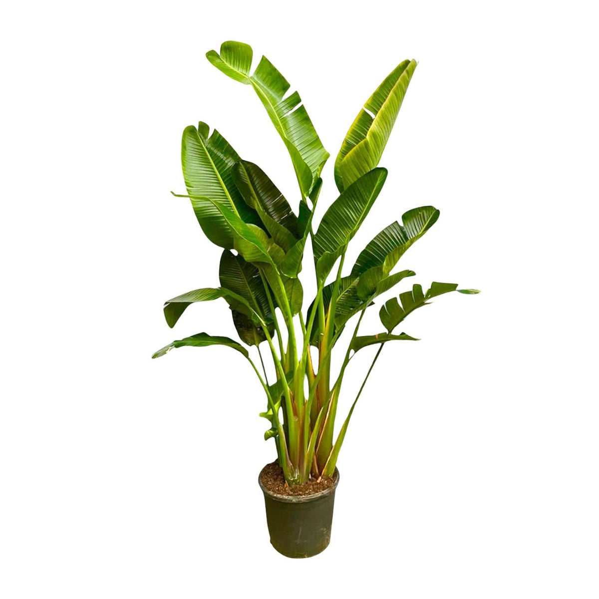 Strelitzia Augusta multi stam XXL (paradijsvogelbloem) – Ø30 cm, 250 cm hoog