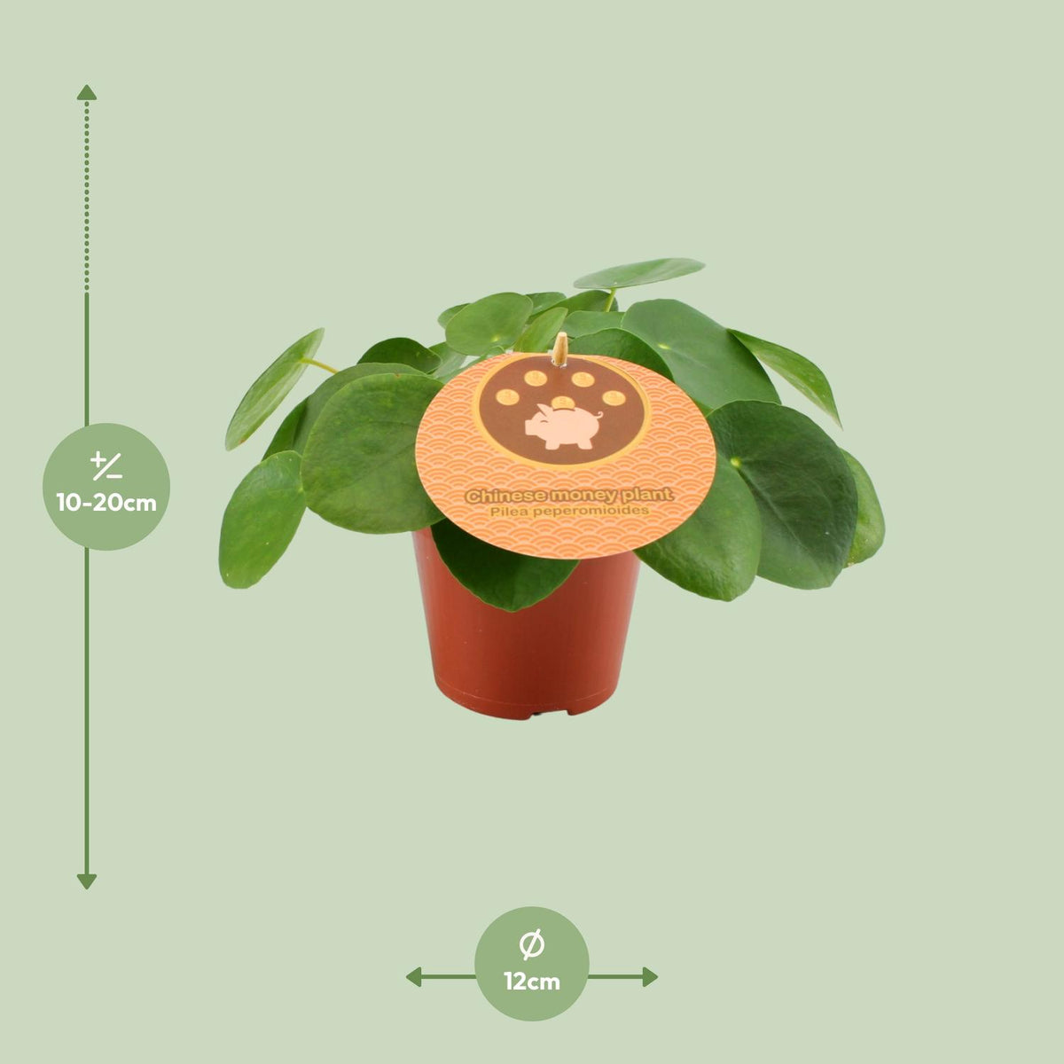 Pilea peperomioides (pannenkoekplant) – Ø12 cm, 20 cm hoog