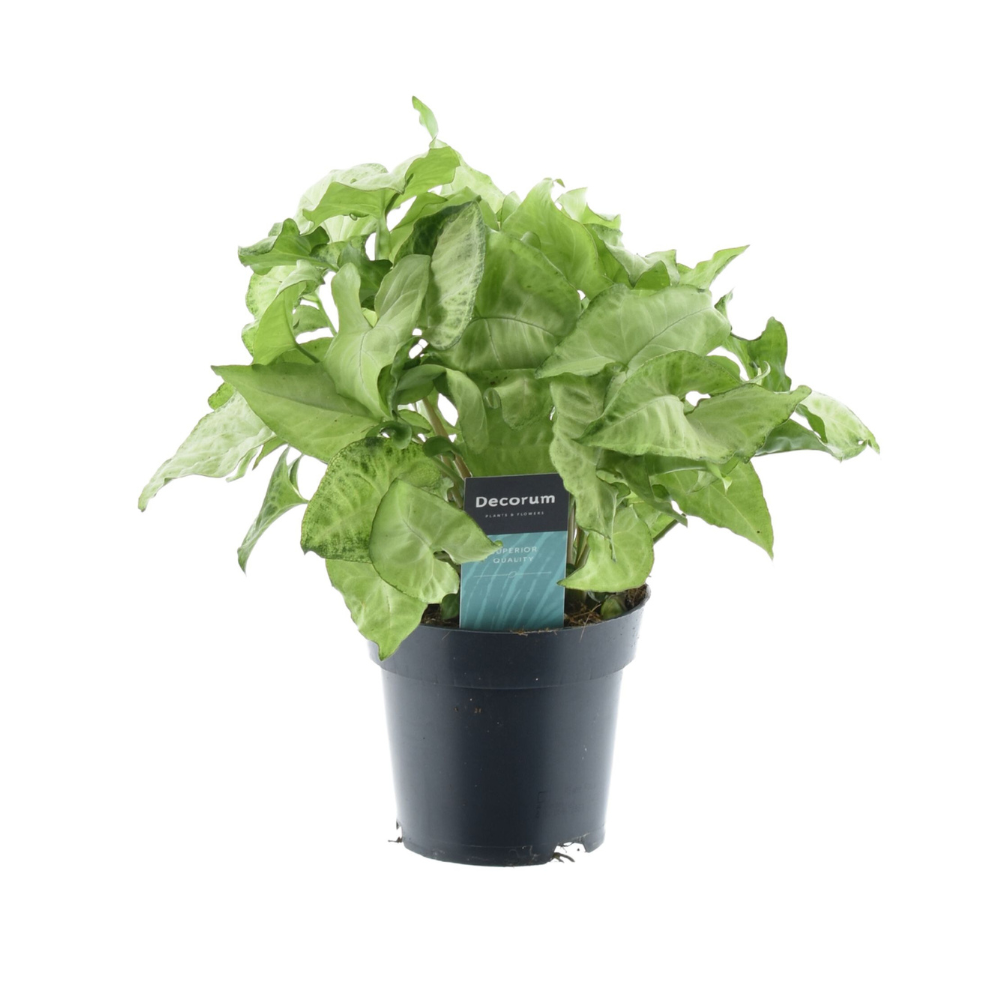 Syngonium White Butterfly Feel Green – Ø 14 cm, 35 cm hoch