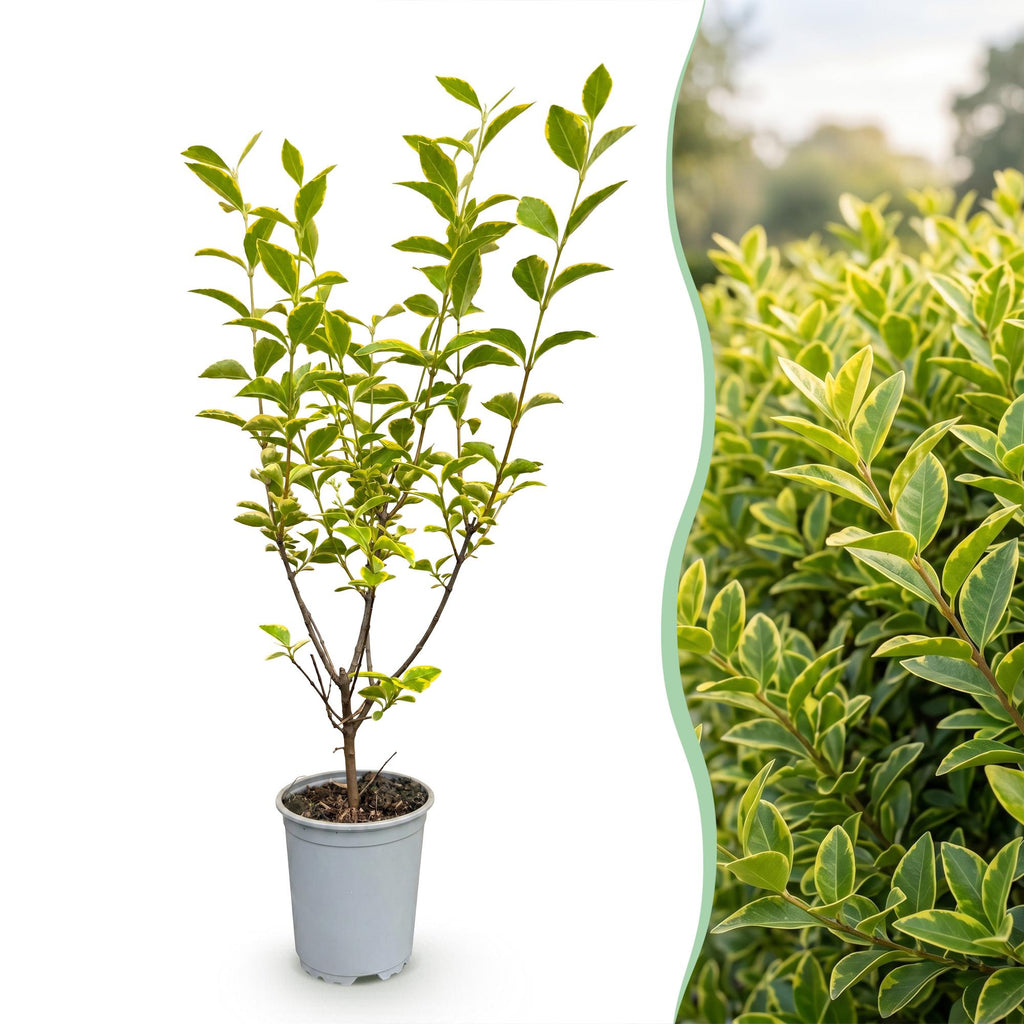 Ligustrum ovalifolium 'Aureum' (bontbladige liguster) – 16 planten, Ø9 cm, 35–45 cm hoog – foto 3