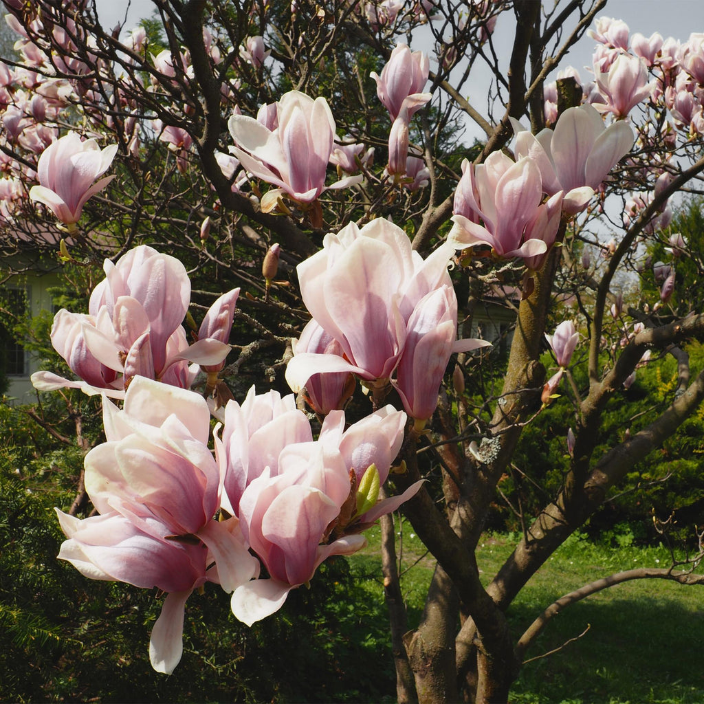 Magnolie 'Soulangiana' (Blüten hellrosa) – Ø 17 cm, 45 cm hoch – Bild 6