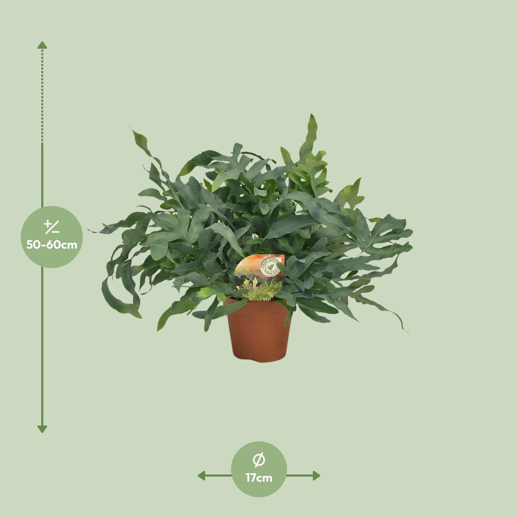 Phlebodium Blue Star (blåbreg) – Ø17 cm, 60 cm høj