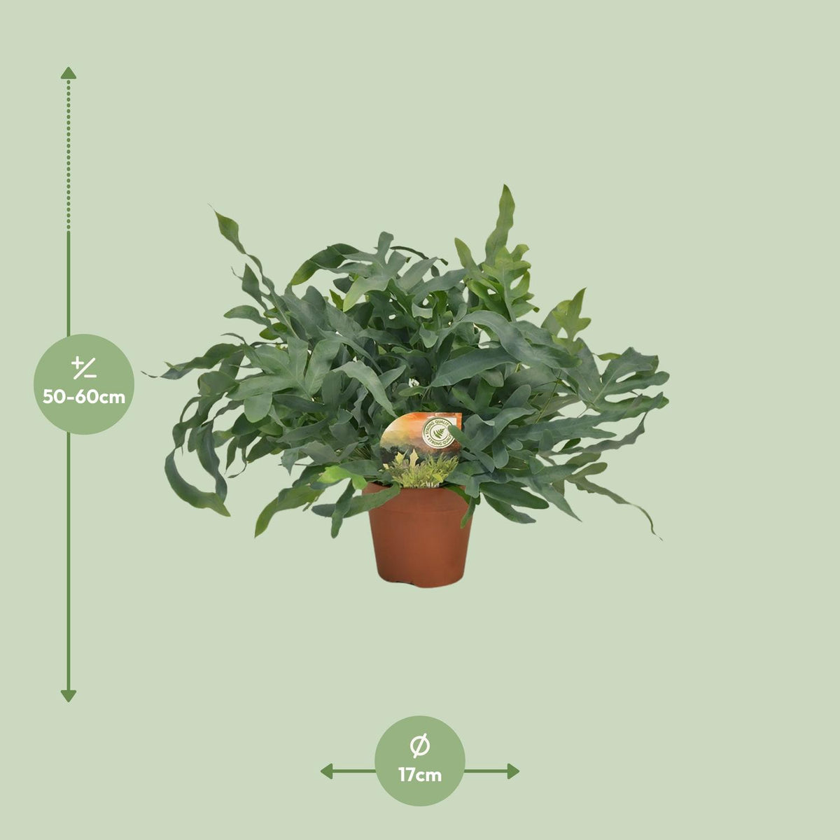 Phlebodium Blue Star (blåbreg) – Ø17 cm, 60 cm høj