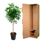 Schefflera sur tige (arbre à doigts) – Ø30 cm, 170 cm de haut