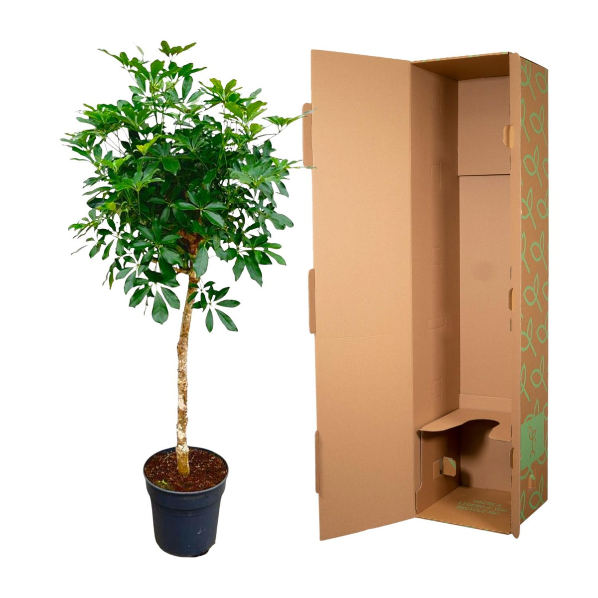 Schefflera op stam (vingersboom) – Ø30 cm, 170 cm hoog