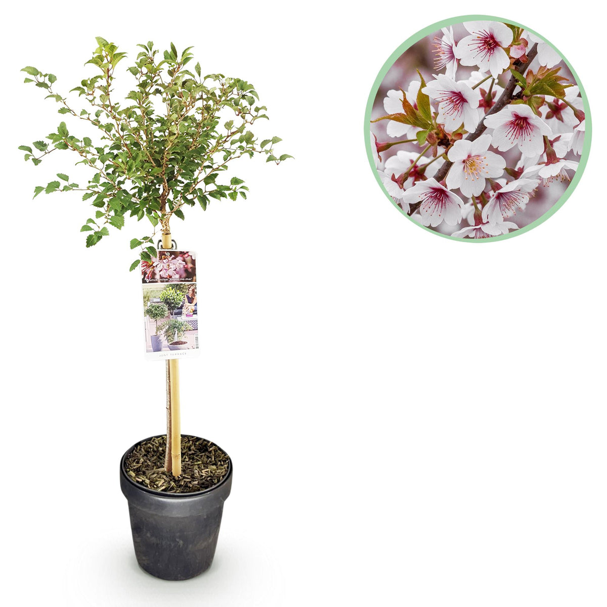 Prunus incisa 'Koujou-no-mai' (prunier d'ornement) sur tige – Ø 19 cm, 90 cm de haut