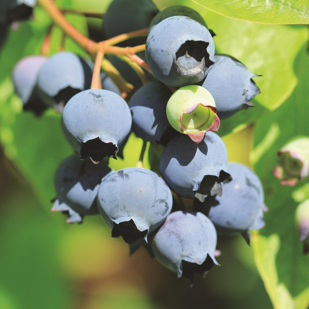 Vaccinium corymbosum 'Bluecrop' (bosbes) – 2 planten, Ø15 cm, 50 cm hoog – foto 5
