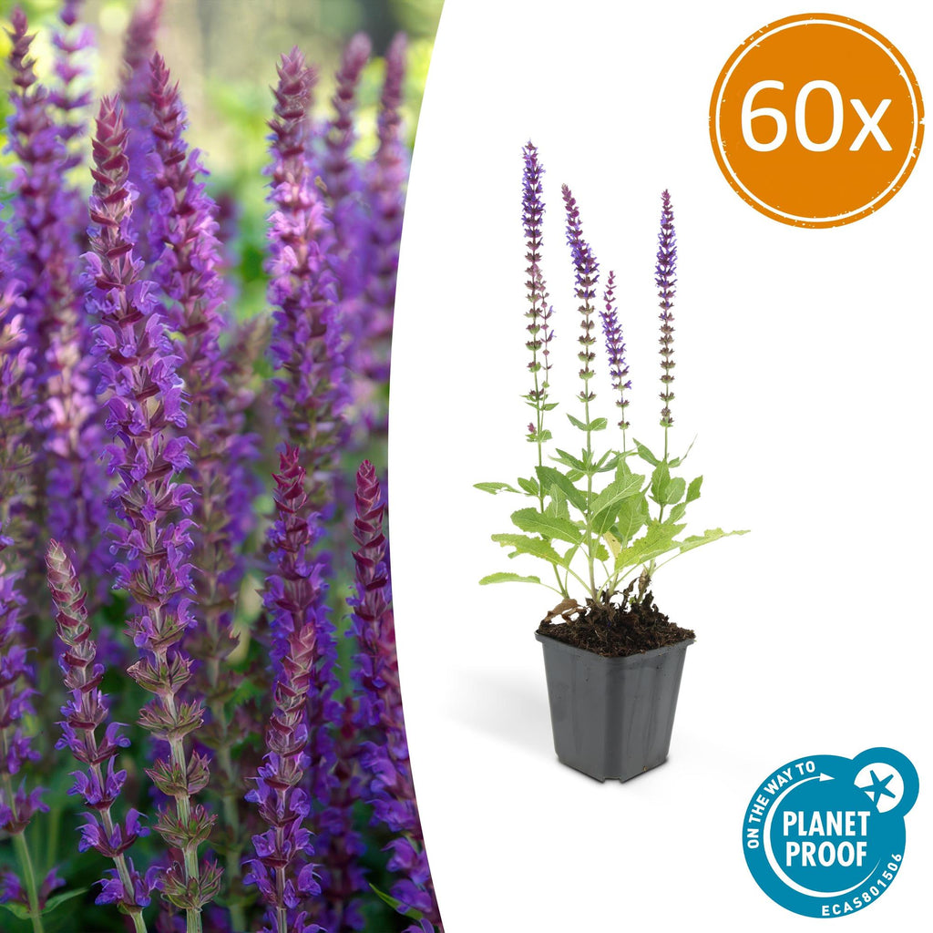 Salvia nemorosa 'Ostfriesland' (sage) – 60 plants, Ø9 cm, 10–25 cm high – photo 2