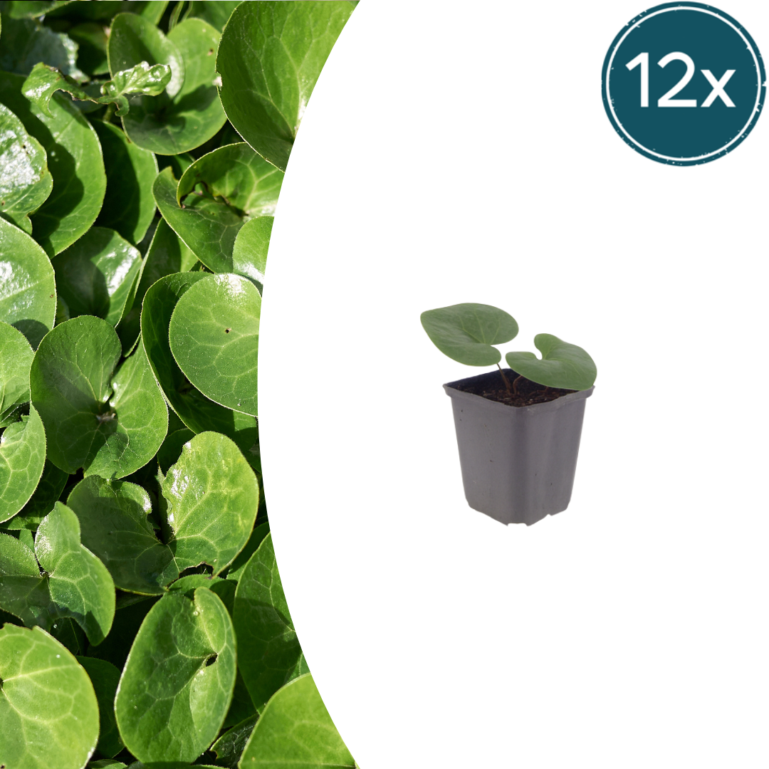 Asarum europaeum (Europäisches Storchschnabel) – 12 Pflanzen, Ø9 cm, 10–25 cm hoch