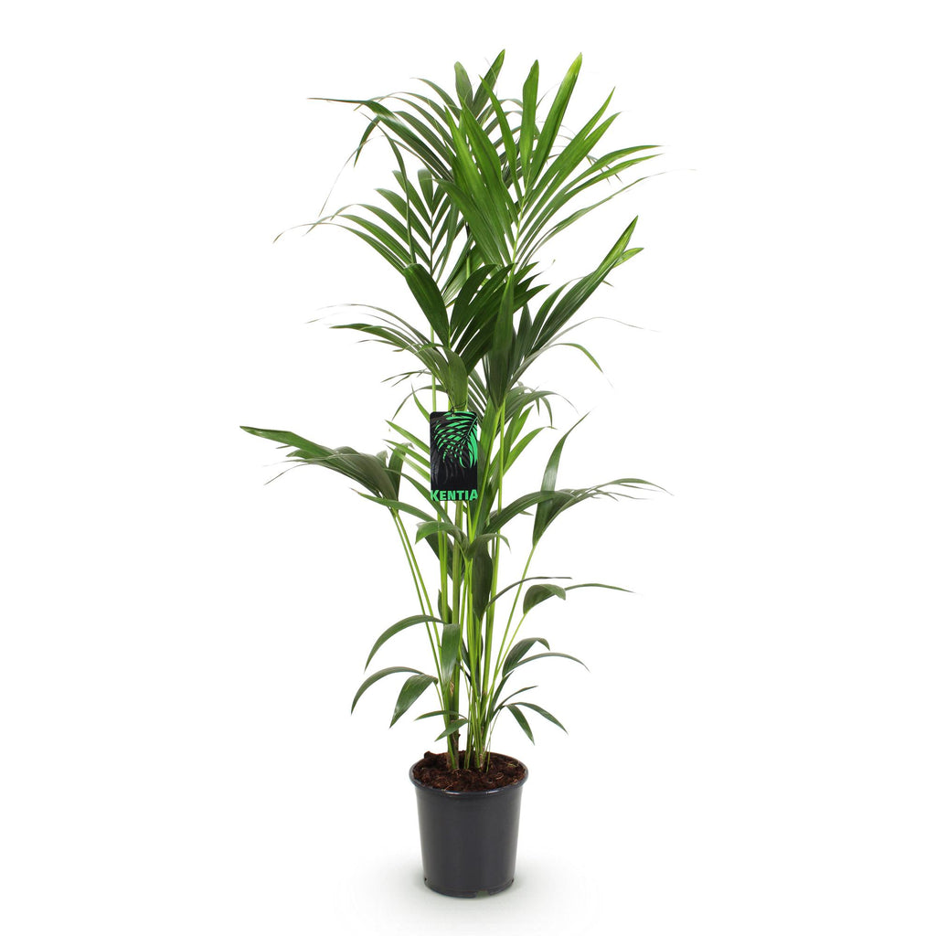 Howea forsteriana (kentiapalm) – Ø24 cm, 140–150 cm hoog