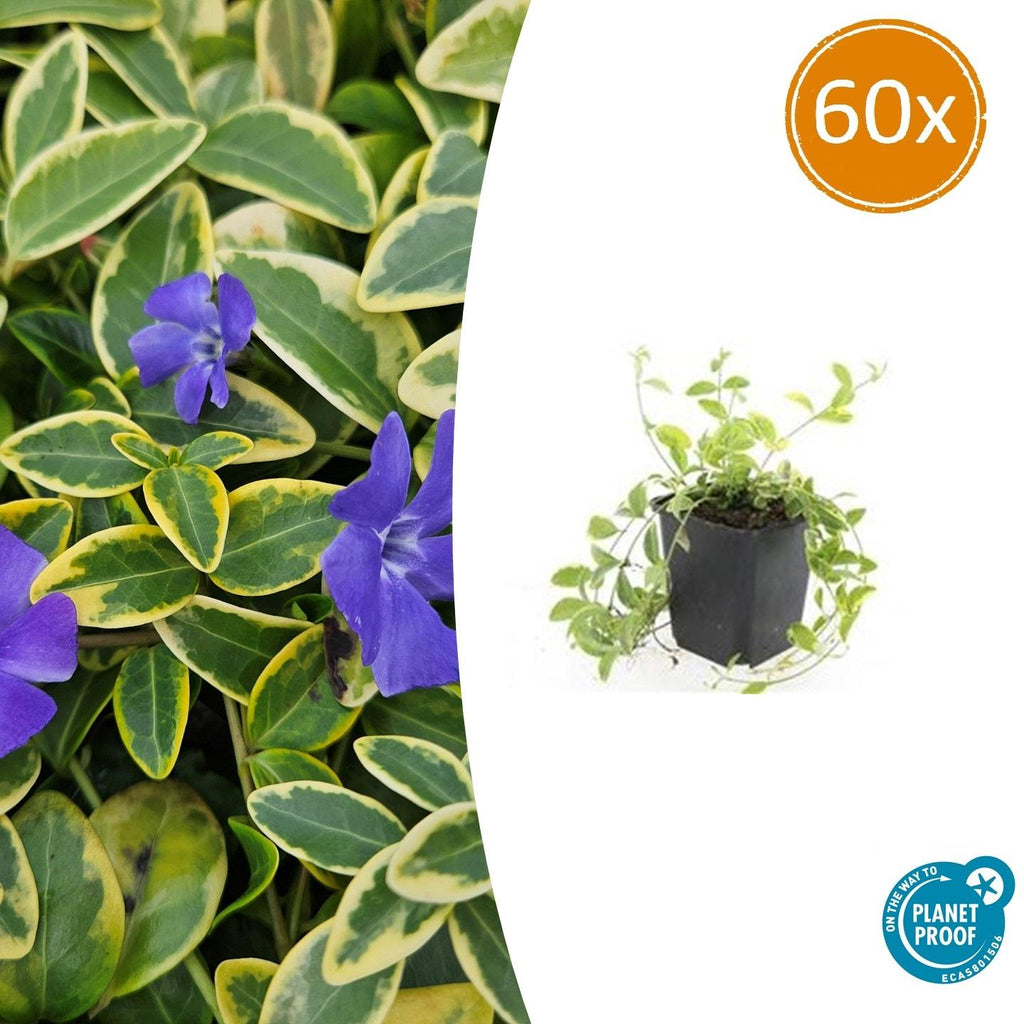 Vinca minor 'Aureovariegata' (periwinkle) – 60 plants, Ø9 cm, 10–25 cm high – photo 2