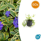 Vinca minor 'Aureovariegata' (periwinkle) – 60 plants, Ø9 cm, 10–25 cm high