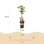 Rubus log. 'Tayberry' (braamboos) – 2 planten, Ø15 cm, 50 cm hoog