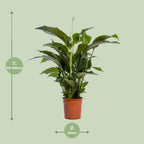 Spathiphyllum Bellini (lepelplant) – Ø24 cm, 100 cm hoog