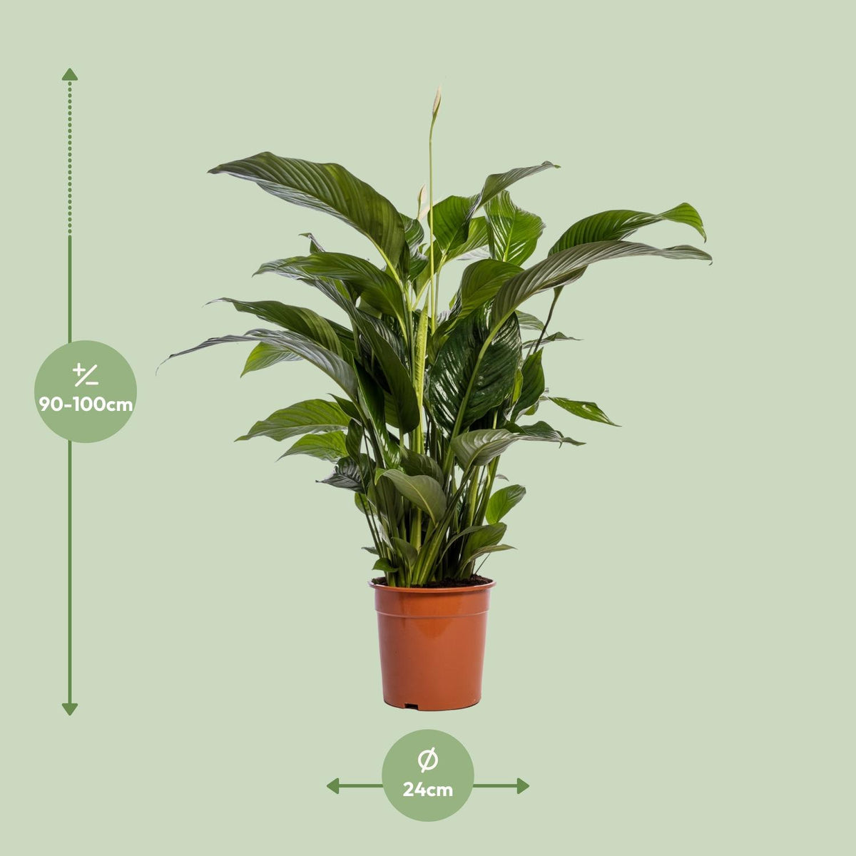 Spathiphyllum Bellini (lepelplant) – Ø24 cm, 100 cm hoog – foto 2