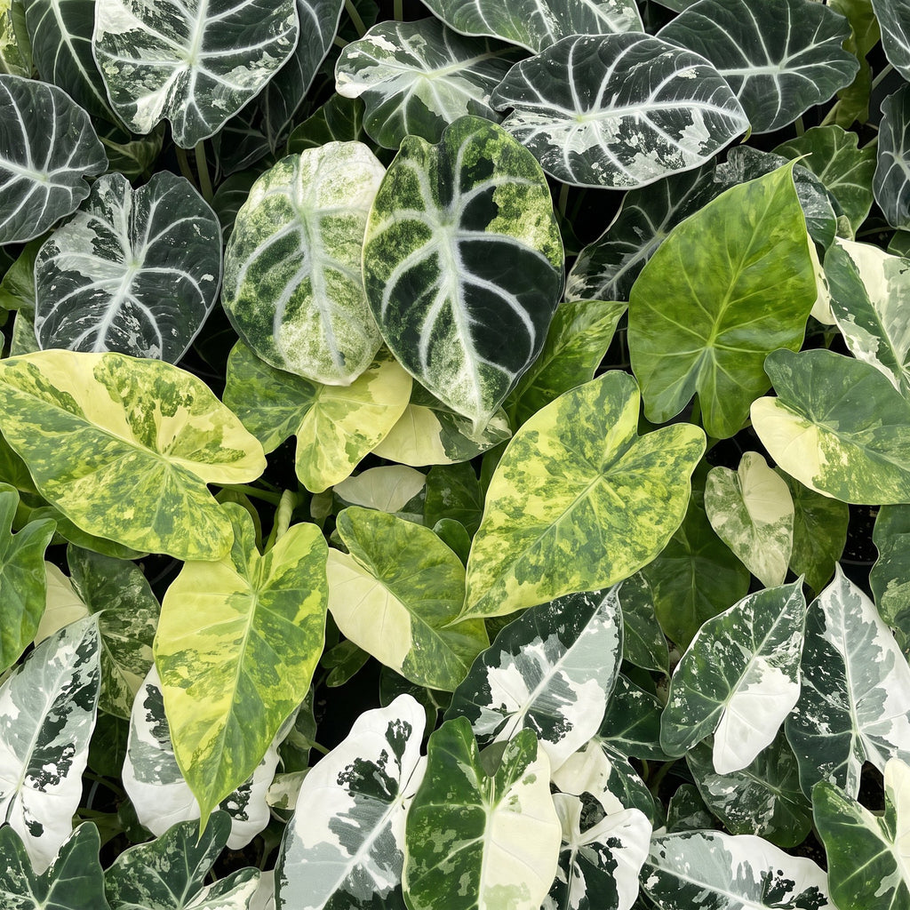 3× Baby Alocasia Tricolour Variegata (elefantøre) incl. Linnea Olive – Ø6 cm, 5–15 cm høj