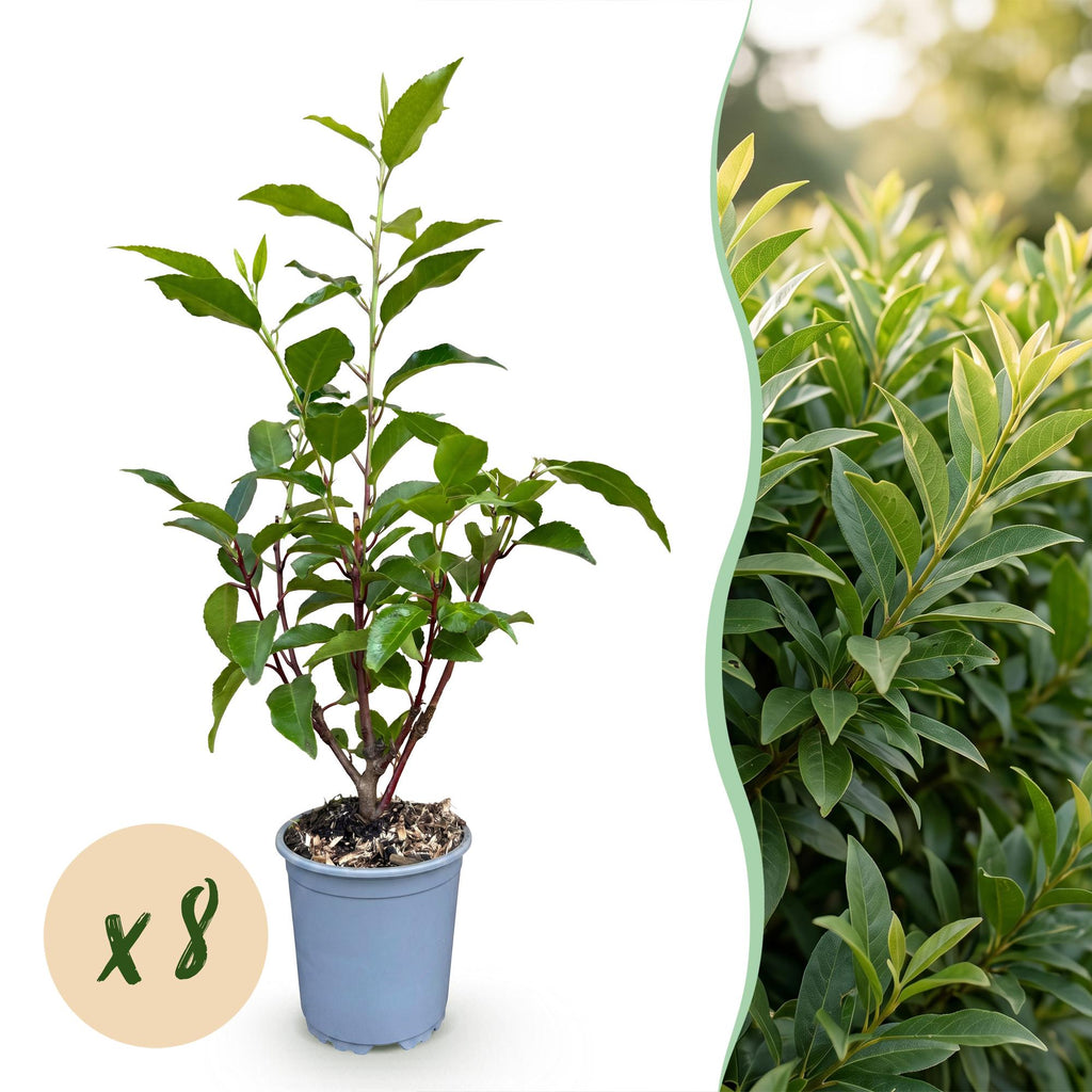 Prunus lusitanica angustifolia (Schmalblättrige Lorbeerkirsche) – 8 Pflanzen, Ø 9 cm, 25–35 cm hoch